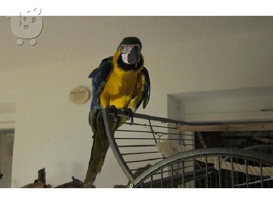Καλά Μιλώντας Μπλε και κίτρινο Macaw παπαγάλος Για απαλλαγούμε από...